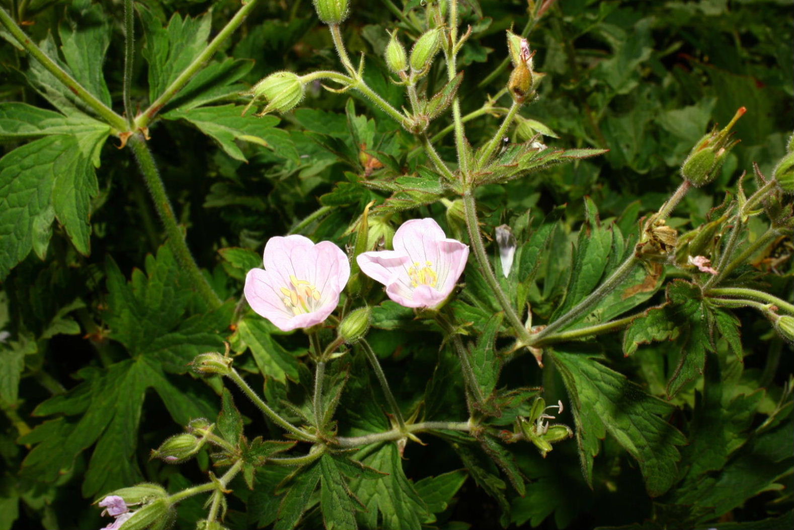 Geranium rivulare / Geranio dei rivi